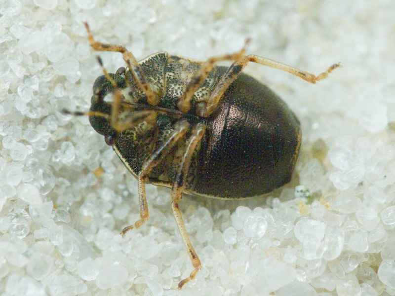 Neottiglossa pusilla (Gmelin, 1790)